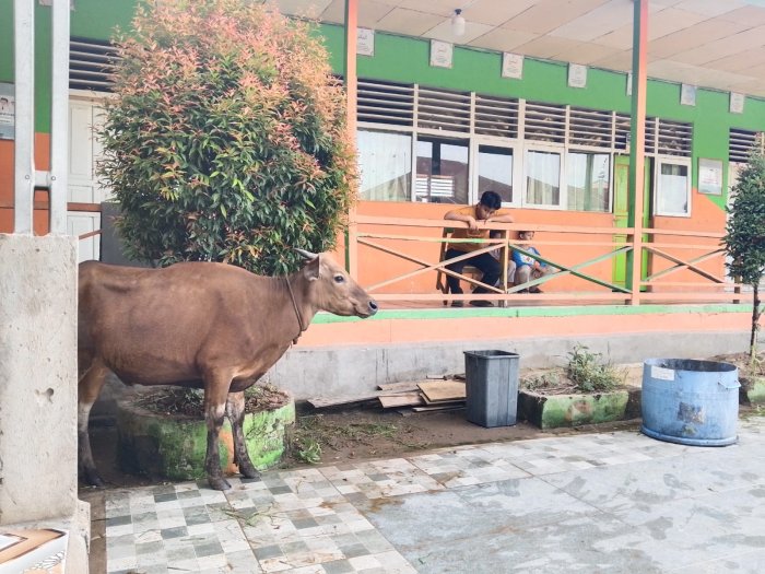 MI Negeri 1 Tanjung Jabung Barat Laksanakan Penyembelihan Hewan Qurban dengan Penuh Kebersamaan MI Negeri 1 Tanjung Jabung Barat Laksanakan Penyembelihan Hewan Qurban dengan Penuh Kebersamaan