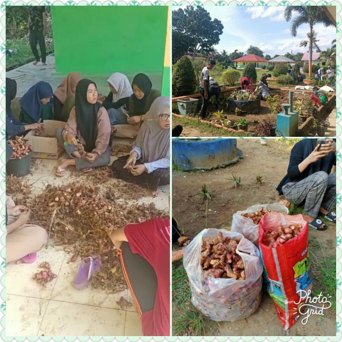 Tambah Pendapatan Kelas XI IPA 2 MAN 2 Tebo Panen Lengkuas Tambah Pendapatan Kelas XI IPA 2 MAN 2 Tebo Panen Lengkuas