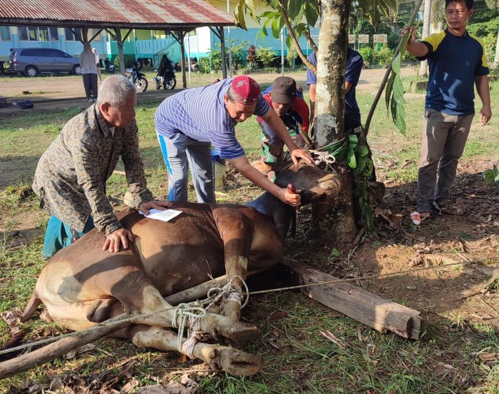 Teladan Kebersamaan, Keluarga Besar MAN 1 Kota Jambi Gotong Royong Gelar Ibadah Kurban