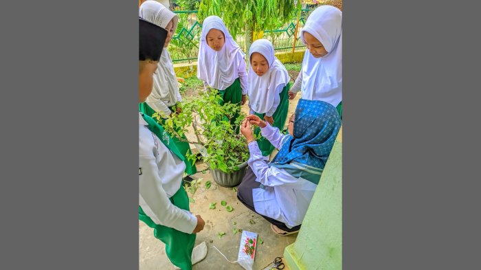 Penasaran Sambung Pucuk, Siswa MIN 4 Tebo Belajar dari Hobi Guru