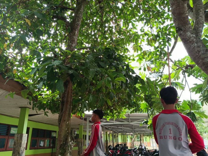 Momen Keakraban: Siswa MTsN 1 Bungo Nikmati Kesegaran Buah Jambu di Depan Ruang Guru