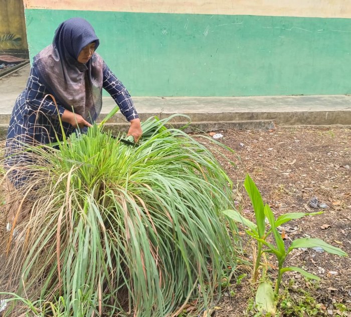 Aksi Peduli TOGA: Ibu Yesinawati Pangkas Daun Serai untuk Jaga Kesuburan Aksi Peduli TOGA: Ibu Yesinawati Pangkas Daun Serai untuk Jaga Kesuburan