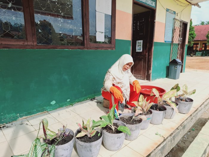 Guru MTsN 2 Bungo Rawat Tanaman Hias di Sekolah Guru MTsN 2 Bungo Rawat Tanaman Hias di Sekolah