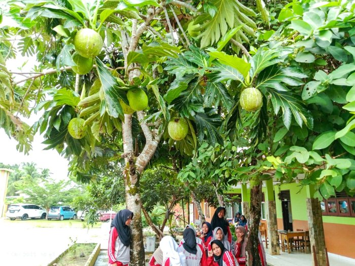 Madrasah Hijau: MTsN 1 Bungo Hasilkan Buah Berkualitas, Siap Dipetik dan Diolah Madrasah Hijau: MTsN 1 Bungo Hasilkan Buah Berkualitas, Siap Dipetik dan Diolah