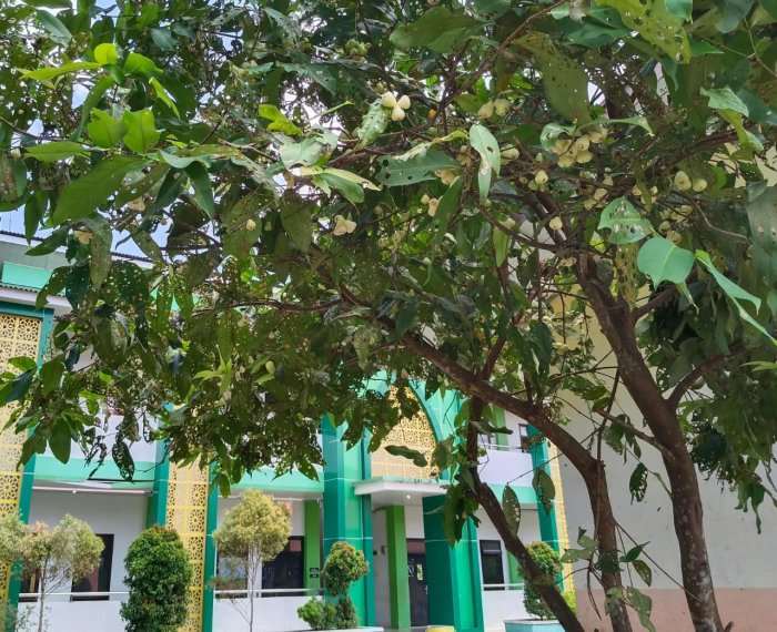 Pemandangan Segar di MTsN 1 Bungo: Pohon Jambu, Kersen, dan Sukun Berbuah Lebat Hiasi Lingkungan Madrasah Pemandangan Segar di MTsN 1 Bungo: Pohon Jambu, Kersen, dan Sukun Berbuah Lebat Hiasi Lingkungan Madrasah