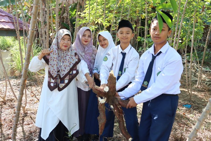 Wujud Nyata Kewirausahaan, Kelas 7.C MTsN 1 Batang Hari Laksanakan Panen Ubi Kayu Berlimpah